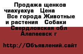 Продажа щенков чиахуахуа › Цена ­ 12 000 - Все города Животные и растения » Собаки   . Свердловская обл.,Алапаевск г.